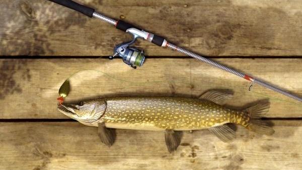 Fishing License in Poland, Sports Fishing in Poland, Fishing Permit in Poland, www.swim.by, Do you need a Fishing License in Poland, Fishing in Poland, Polish Fishing Regulations, Andrzej Waszkewicz Sports Lawyer