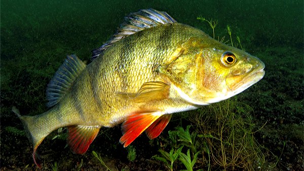  Visit Åland for Perch Fishing, Fishing in Åland, Åland Perch Fishing, Visit Åland Videos, www.waszkewicz.com, Andrzej Waszkewicz Åland Islands, Åland Islands Perch, Perch Fishing in Åland Islands, Åland Fishing YouTube Videos, Swim.by