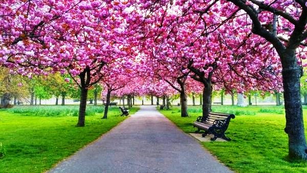 Cherry blossom in London, https://swim.by, When is cherry blossom in bloom in London, Andrzej Waszkewicz Cherry blossom London Videos