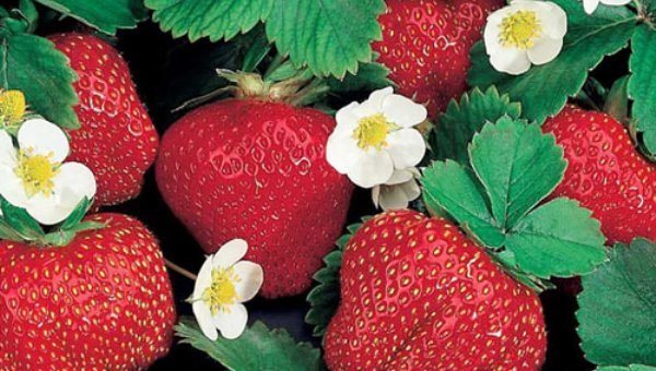 How to make Strawberry Jam, Strawberry Jam Recipe, waszkewicz.com, Strawberry Jam, How to make Strawberry Jam at home, Andrzej Waszkewicz Photography