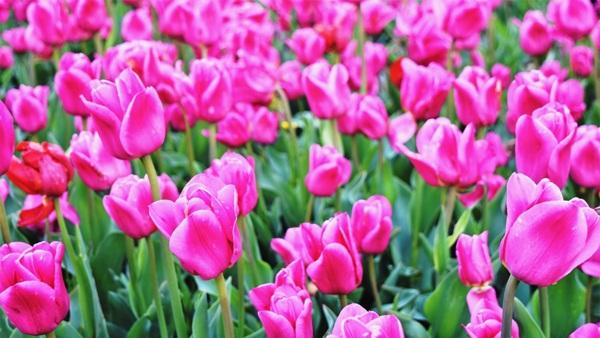 London Tulip Festival, https://waszkewicz.com, Tulip Festival London, Andrzej Waszkewicz London Tulip Festival Videos, Andrzej Waszkewicz Filmmaking