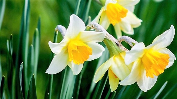 Visit Druskininkai in spring, Spring in Druskininkai, https://swim.by, Visit Druskininkai, Druskininkai sports promoter, Andrzej Waszkewicz Druskininkai